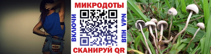 Галлюциногенные грибы Psilocybe  Вязники 